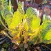 Kalanchoe marmorata (Kalanchoe mramorovaná) - kont. C5L, výška 15-20 cm, ⌀ 30-35 cm